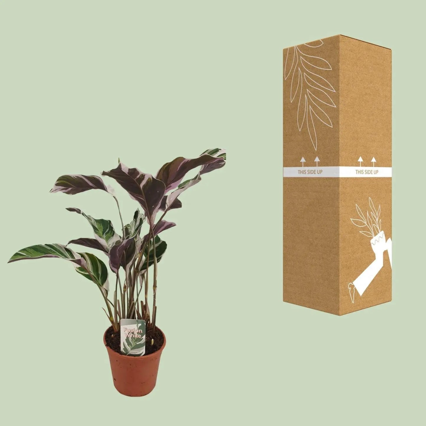 Calathea Fusion White Basic - 40cm - Plantland