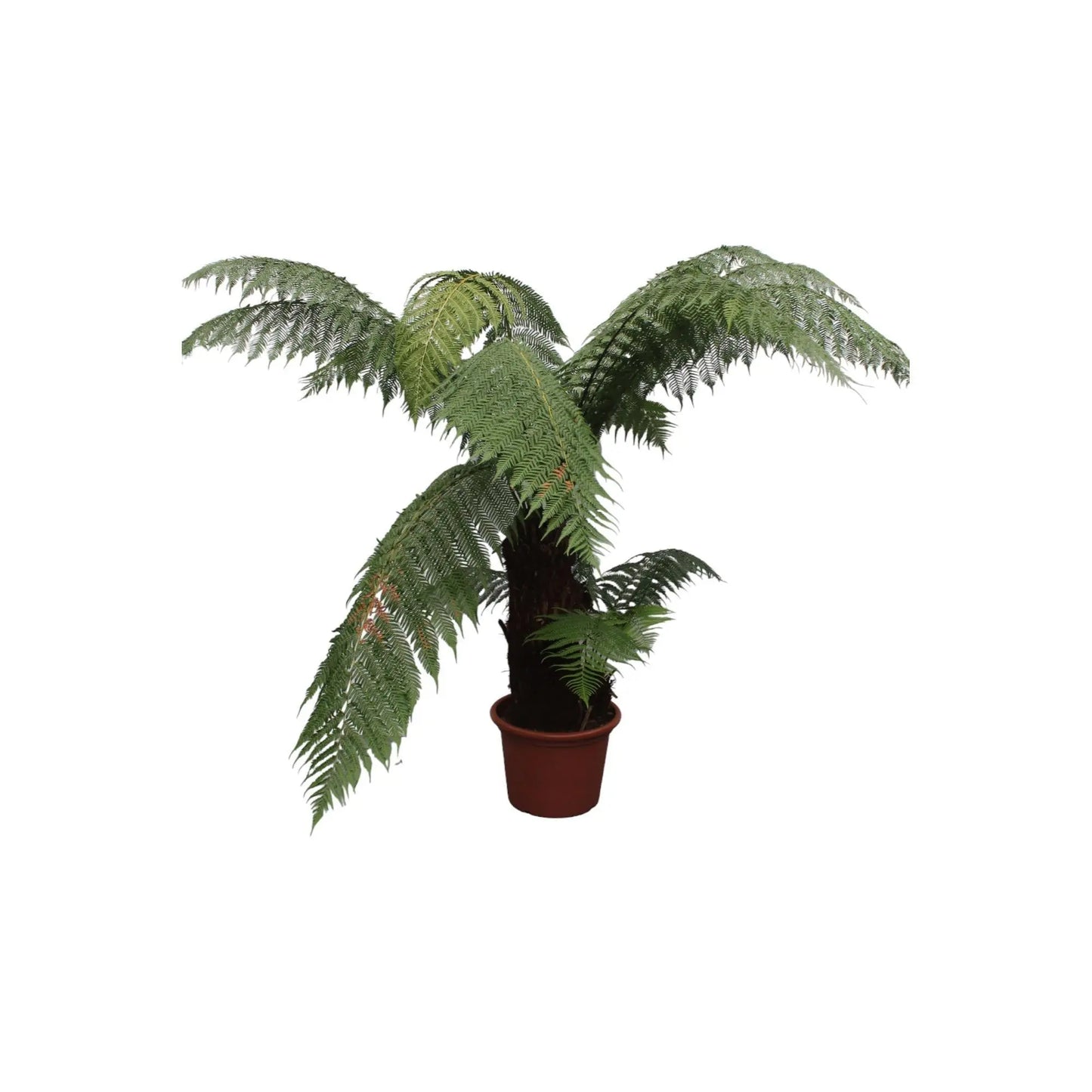 Dicksonia Antarctica - 180cm - ø50 - Plantland