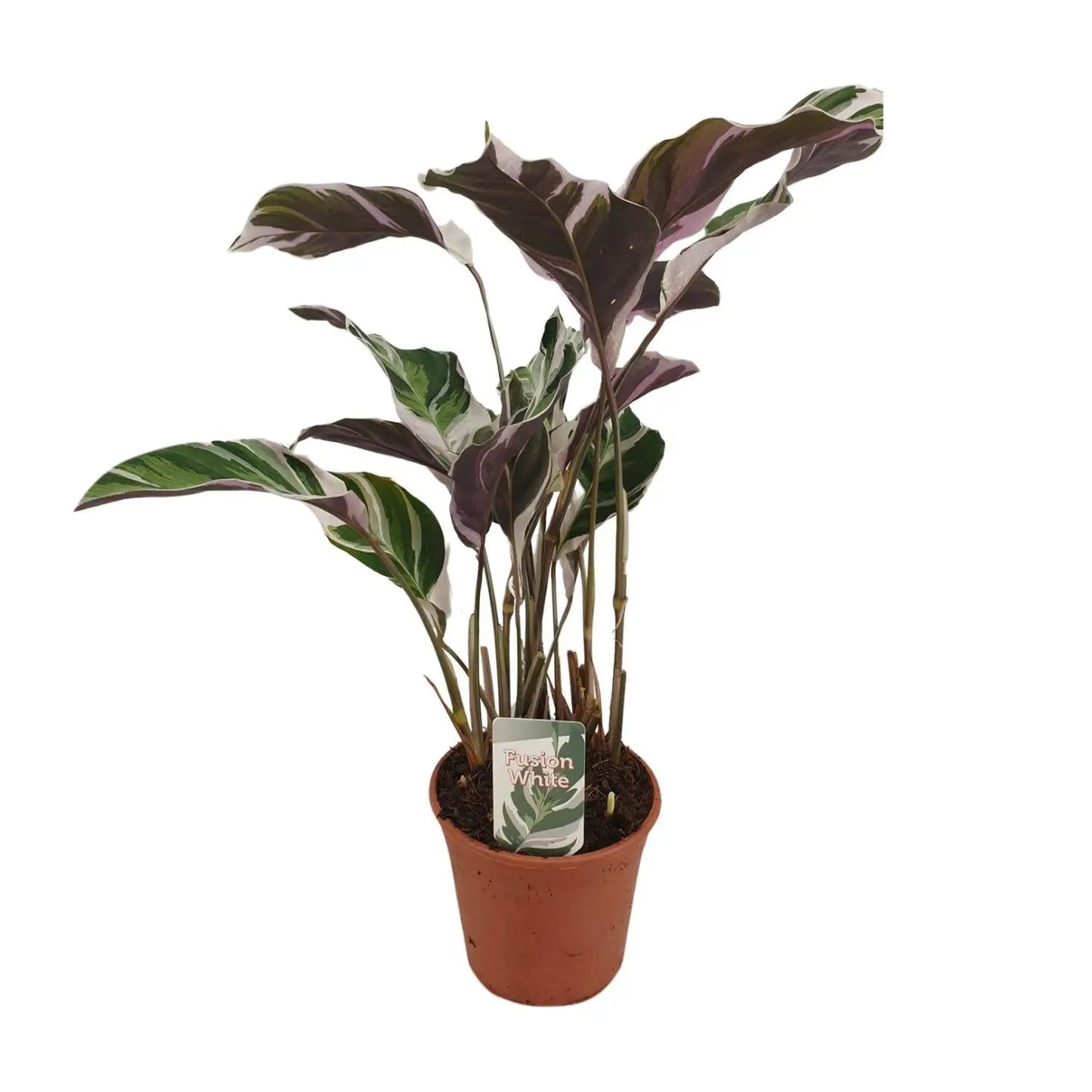 Calathea Fusion White Basic - 40cm - Plantland