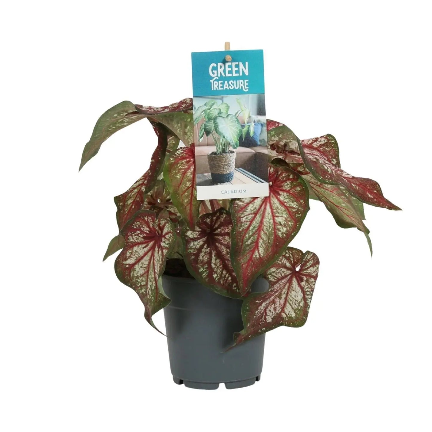 Caladium Bicolor ↕25cm - Plantland