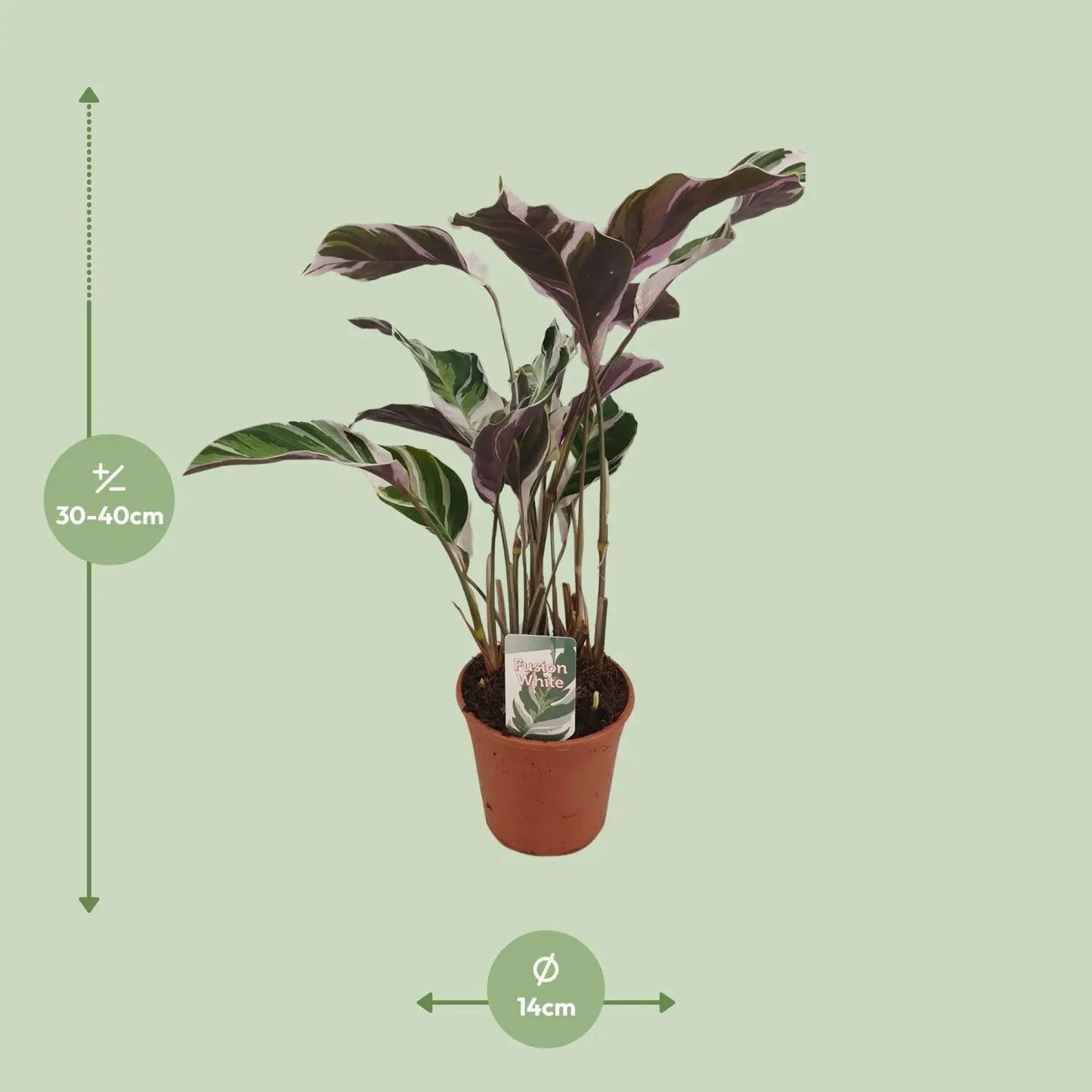 Calathea Fusion White Basic - 40cm - Plantland