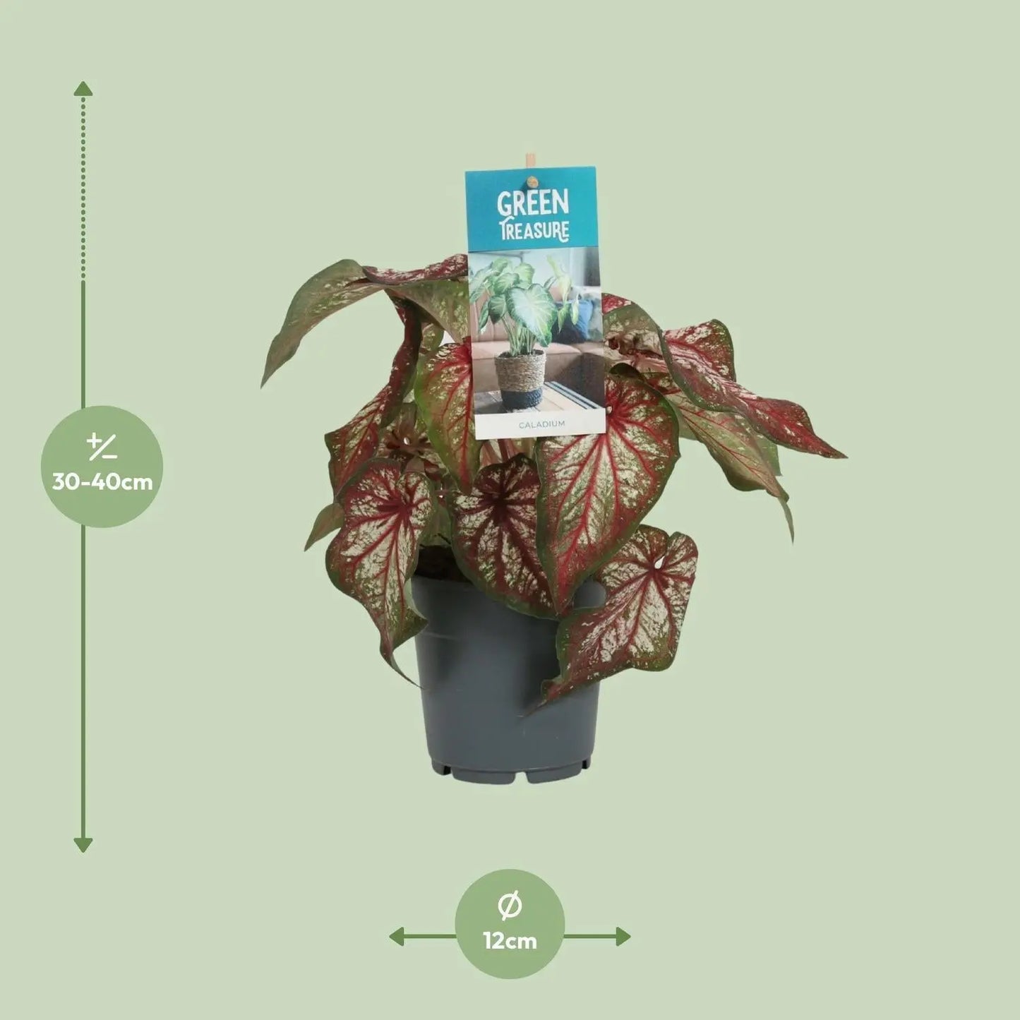 Caladium Bicolor ↕25cm - Plantland