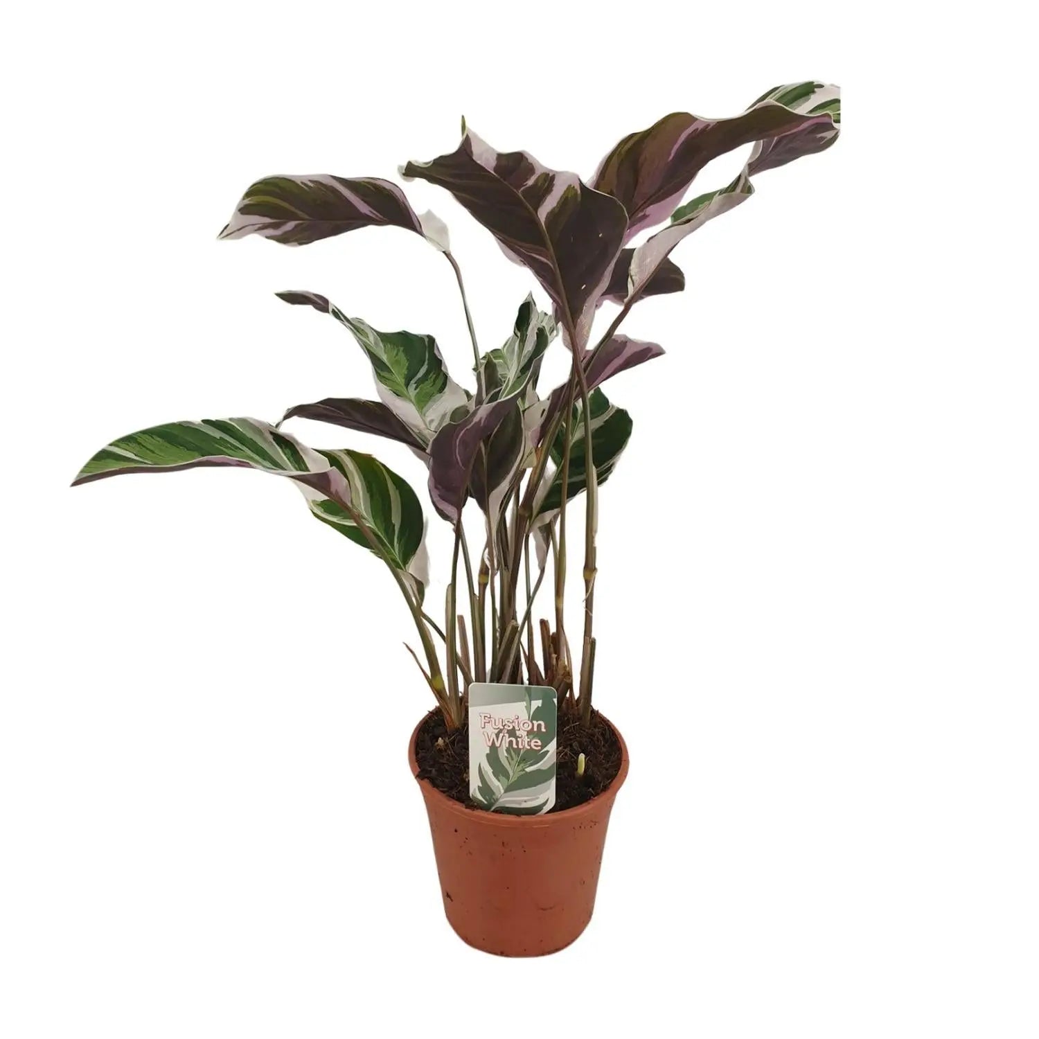 Calathea Fusion White Basic - 40cm - Plantland