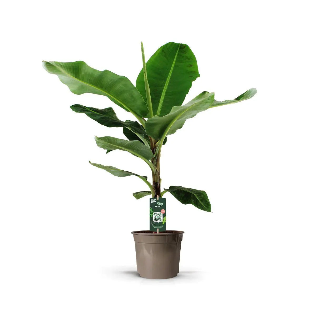 Bananenplant (Musa) ↕140 cm - Plantland