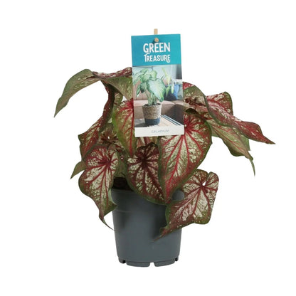 Caladium Bicolor ↕25cm - Plantland
