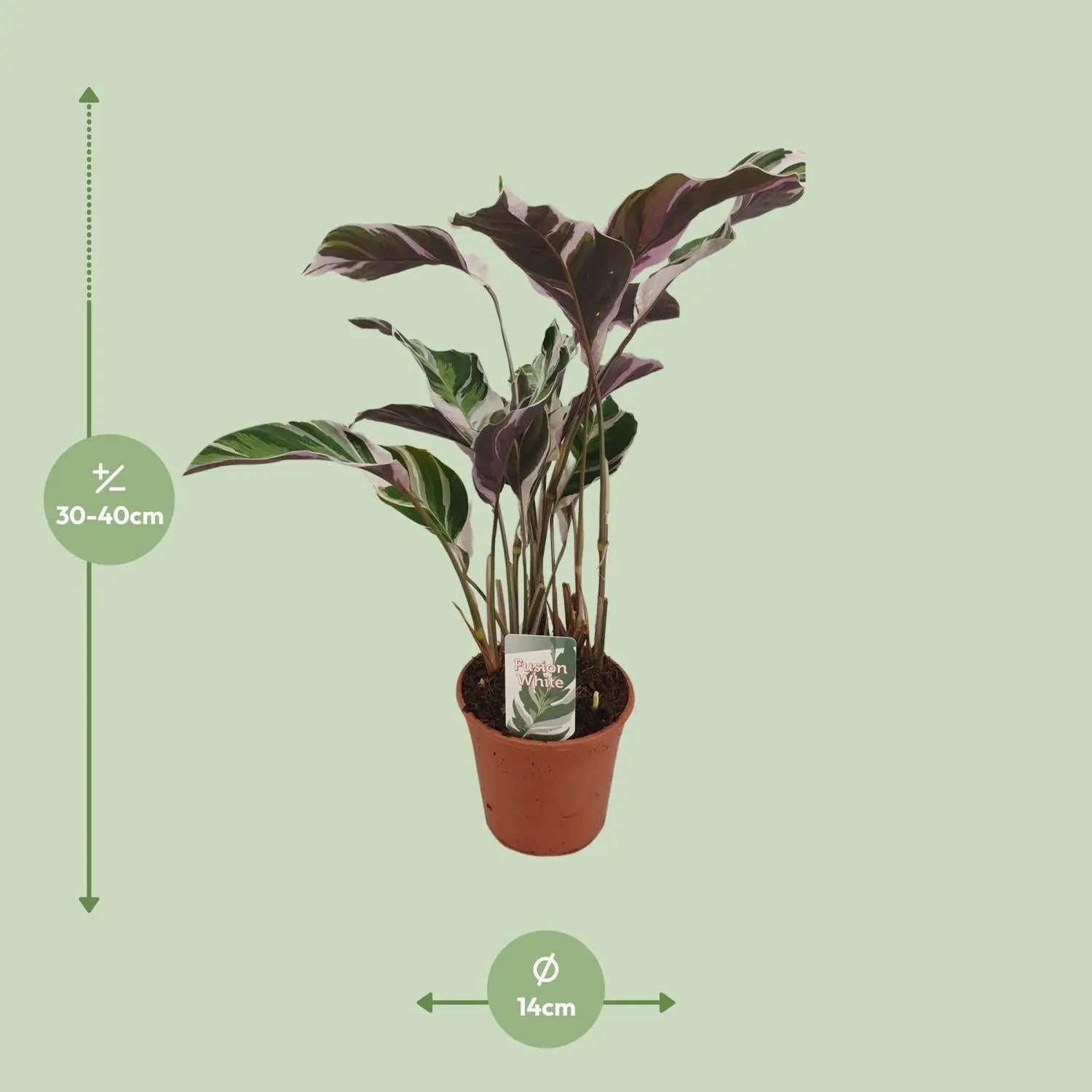 Calathea Fusion White Basic - 40cm - Plantland