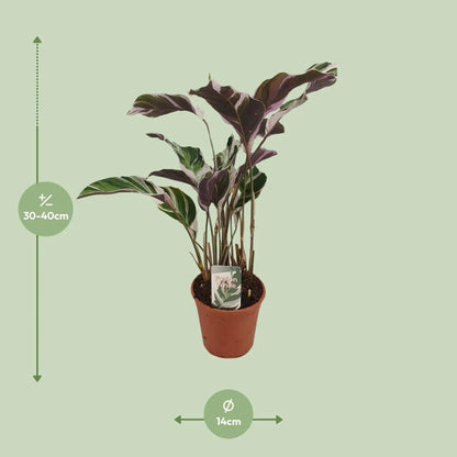 Calathea Fusion White Basic - 40cm - Plantland